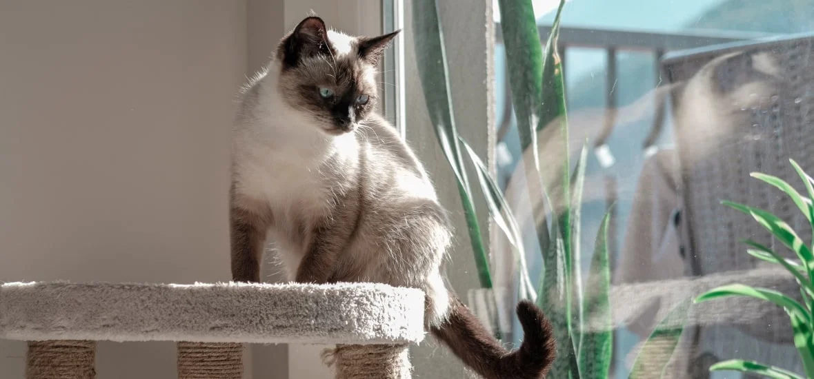 Правильное содержание и снижение стресса