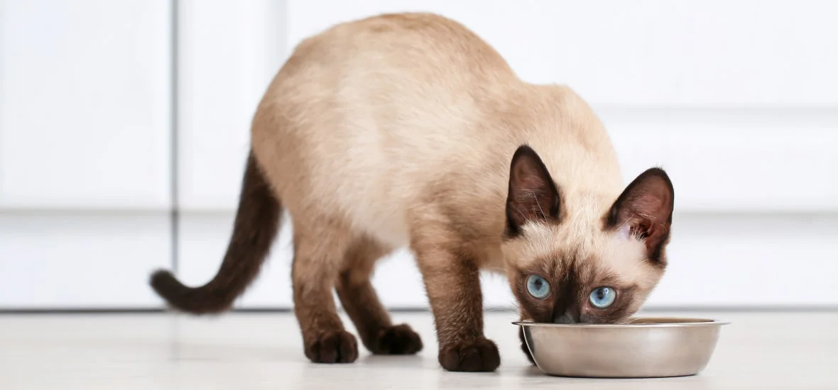 Выбор корма для котенка