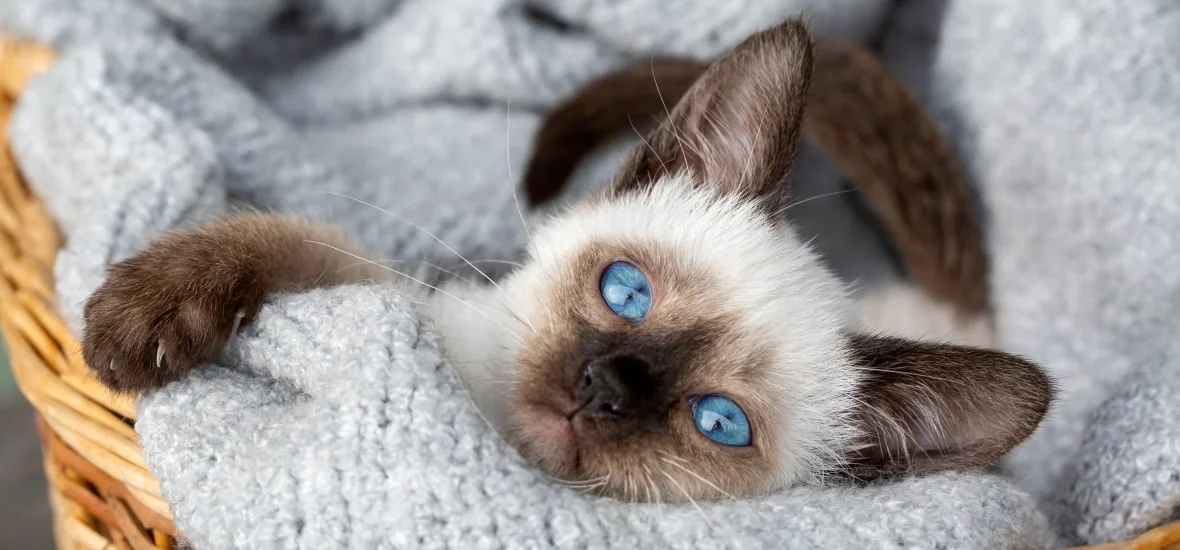 Травмы глаза у котят