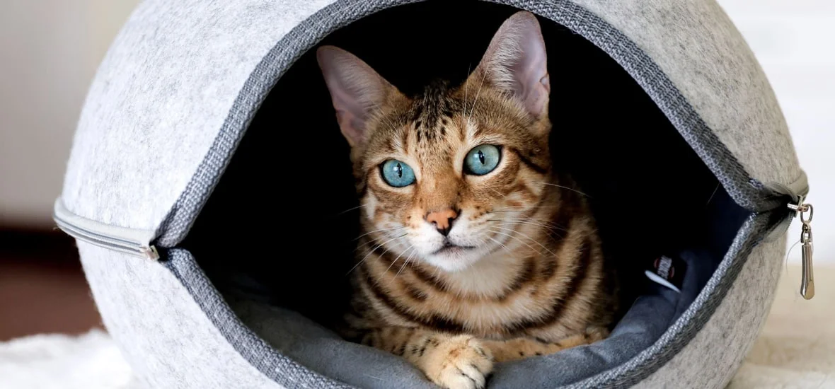 Ложная беременность у кошки