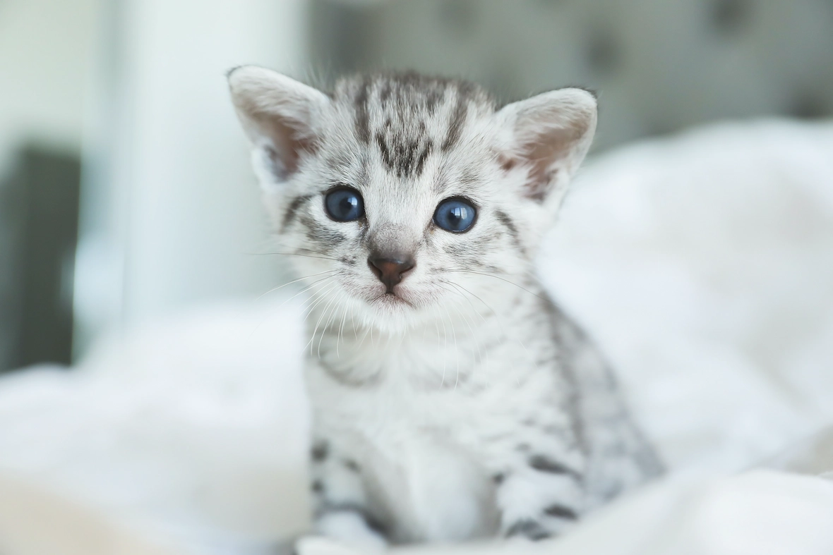 Котенок