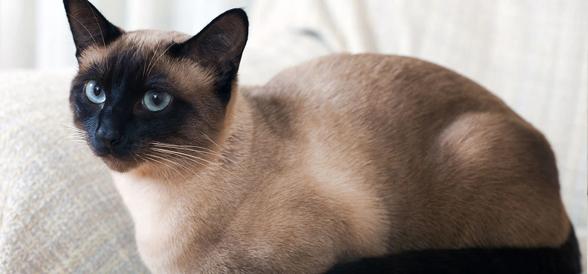 Профилактика повторного дефицита веса