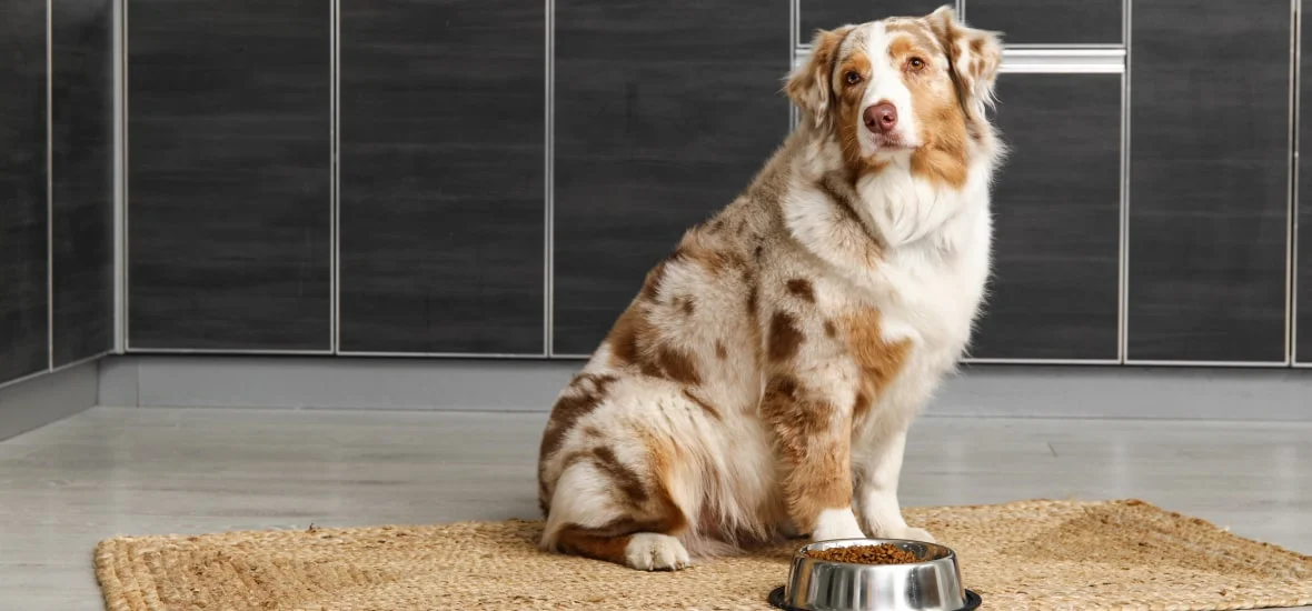 Правильное питание собаки