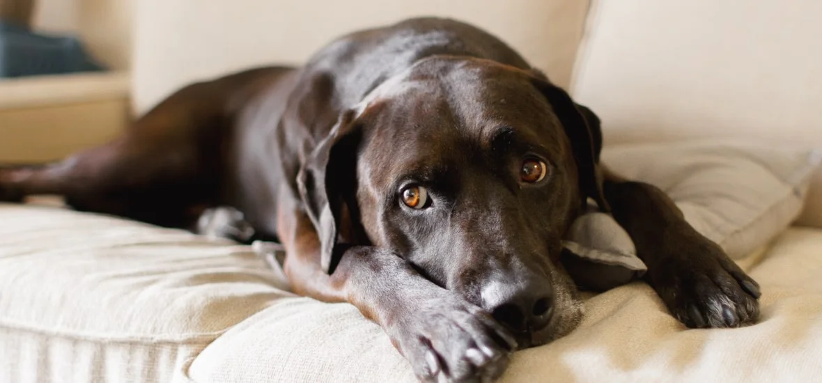 Собака не хочет есть таблетку