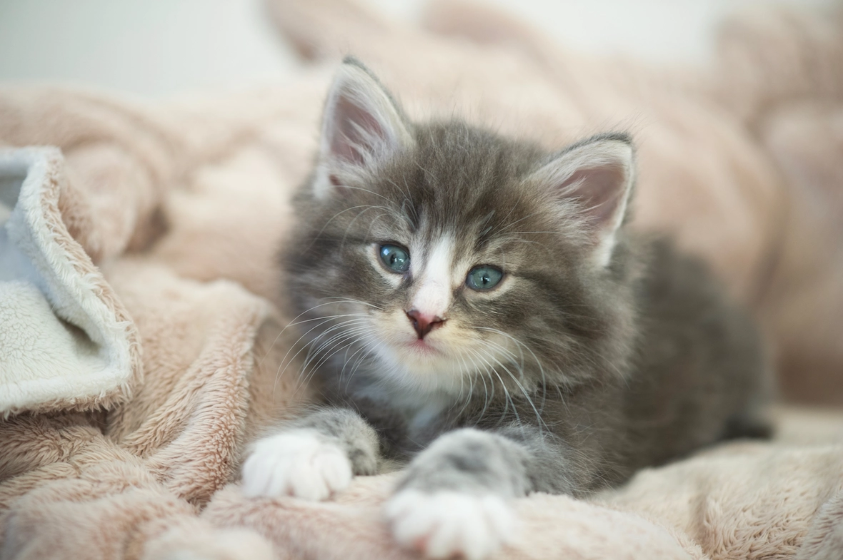 Котенок норвежской лесной кошки