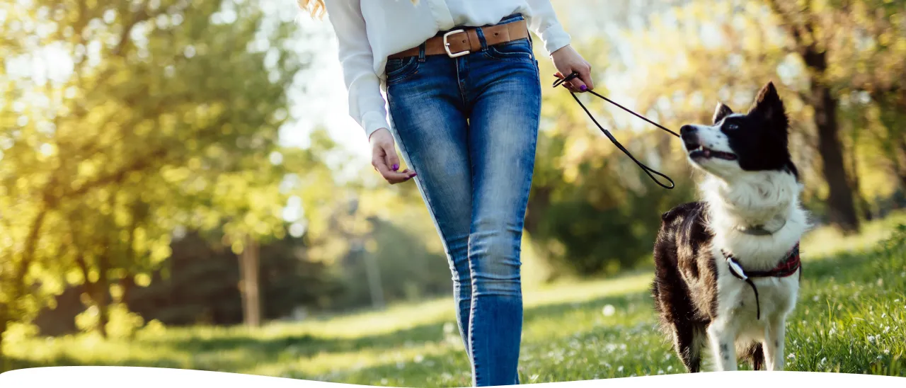 Как правильно гулять<br> с собакой из приюта<br>