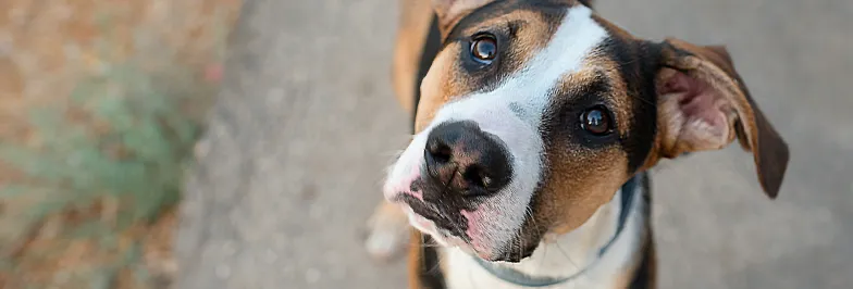 Что делать,<br> если я нашел<br> собаку?