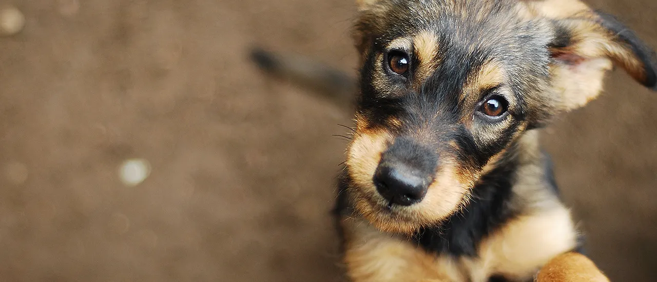 Как собаки<br> позитивно влияют<br> на людей