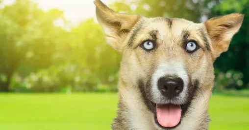 Вы захотели взять <br>собаку из приюта