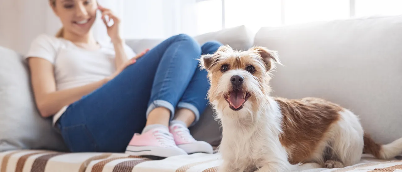 Как помочь собаке из приюта привыкнуть к новому дому