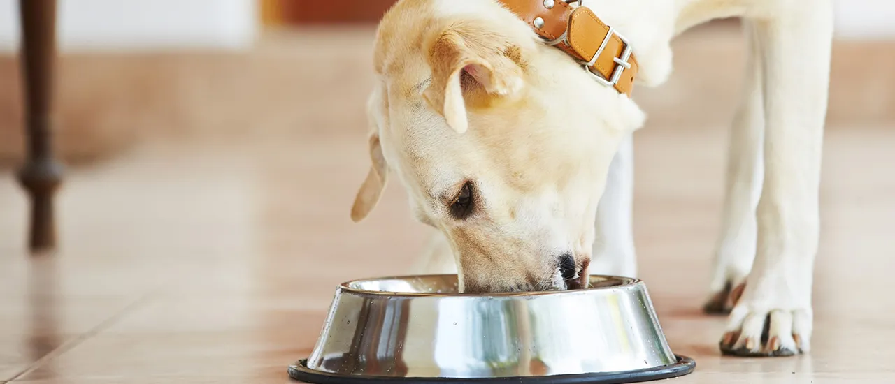 Как правильно<br>кормить собаку