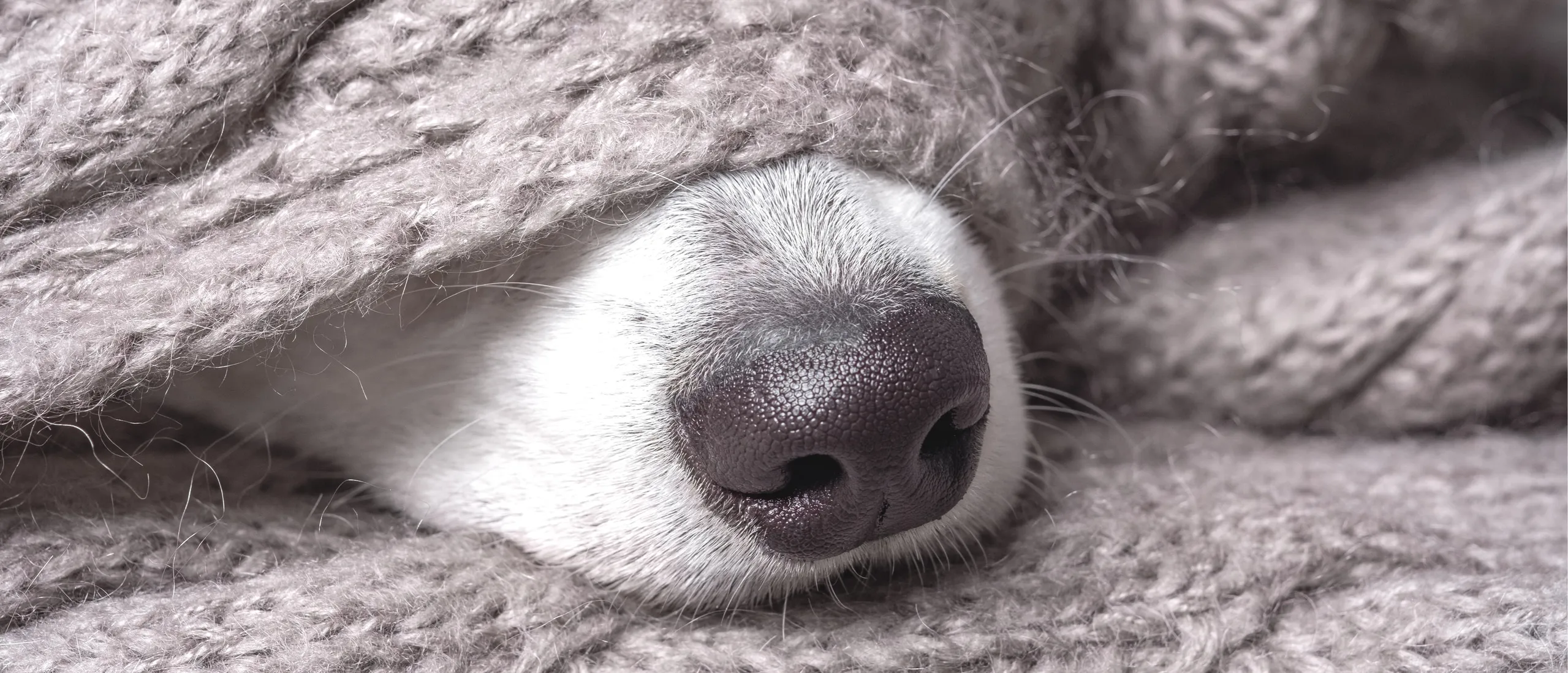 Здоровый нос собаки