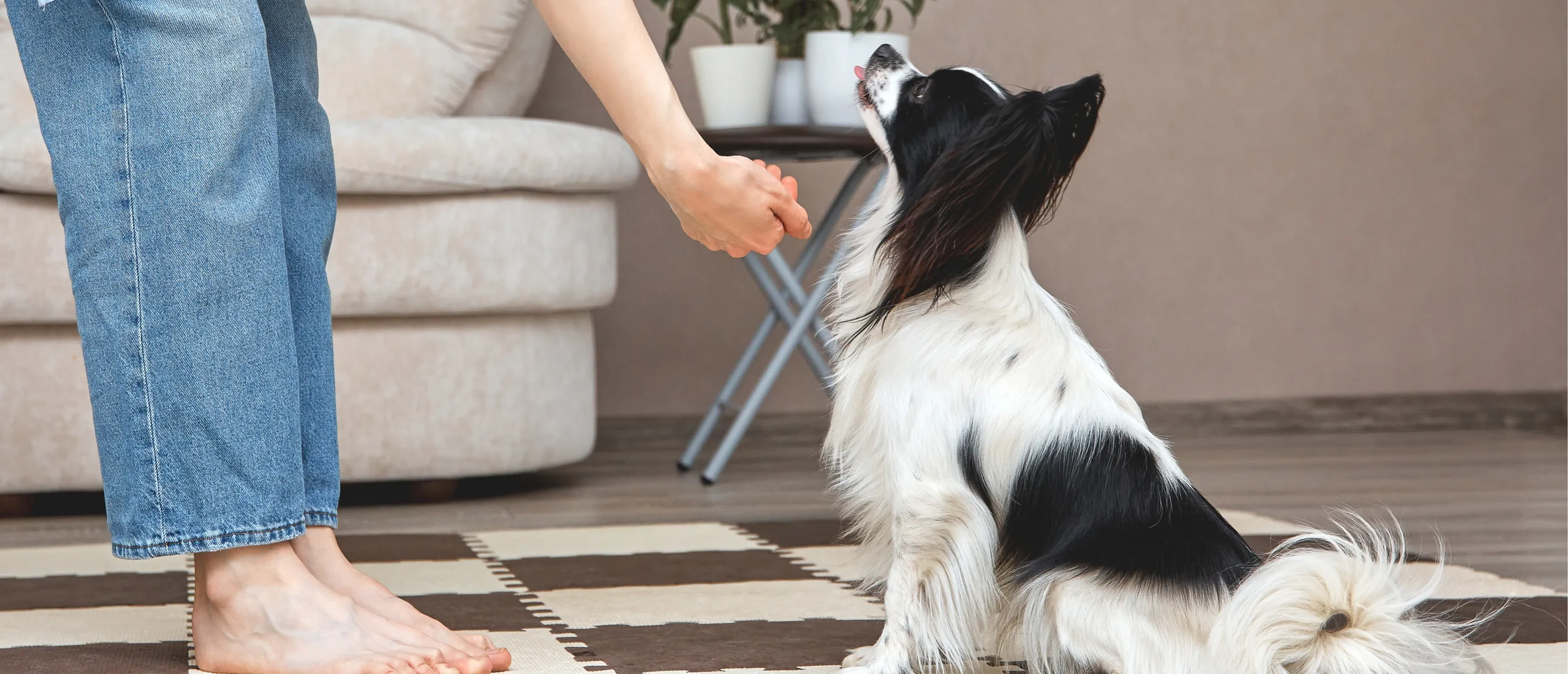 Как дрессировать маленьких собак?