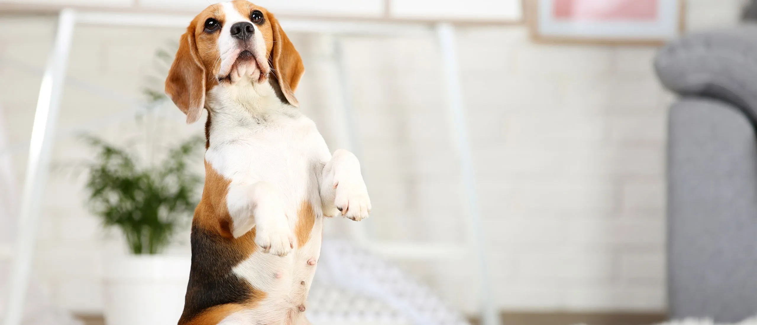 Как поощрять собаку при дрессировке?