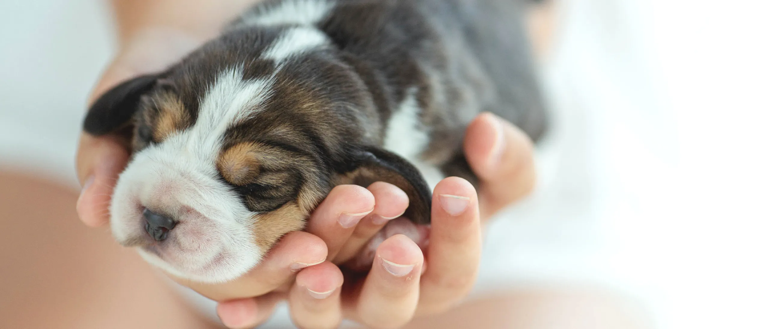 Доверие собаки