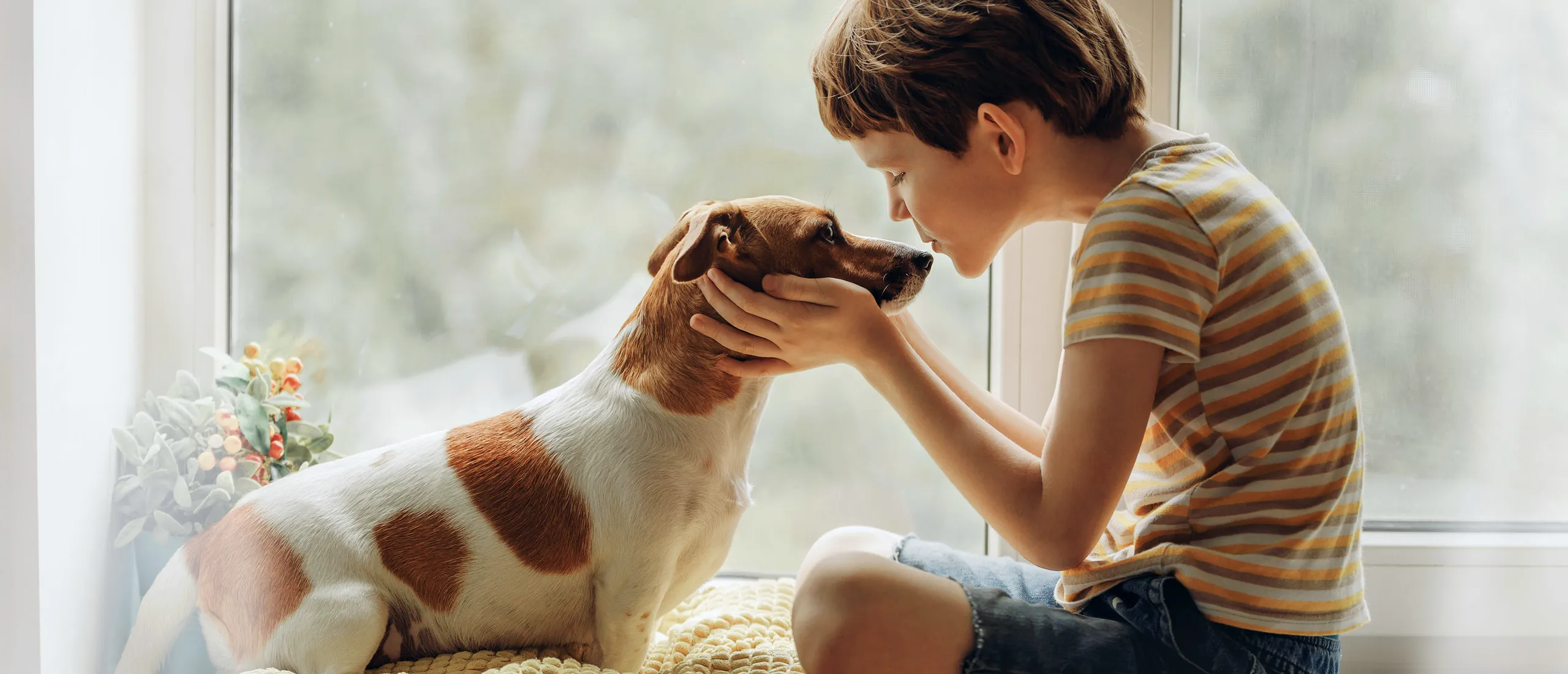 Сколько лет живут домашние собаки?