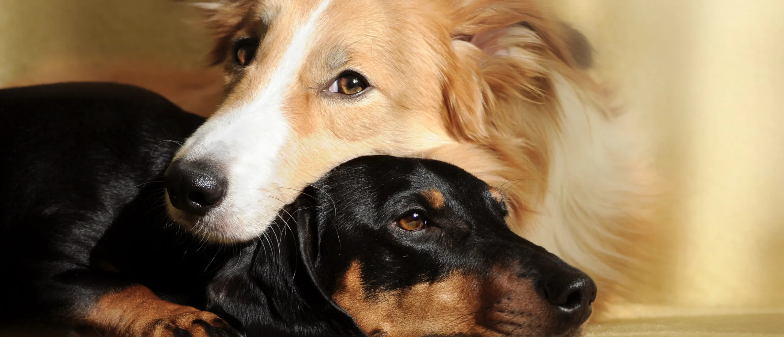 Как подружить двух собак?