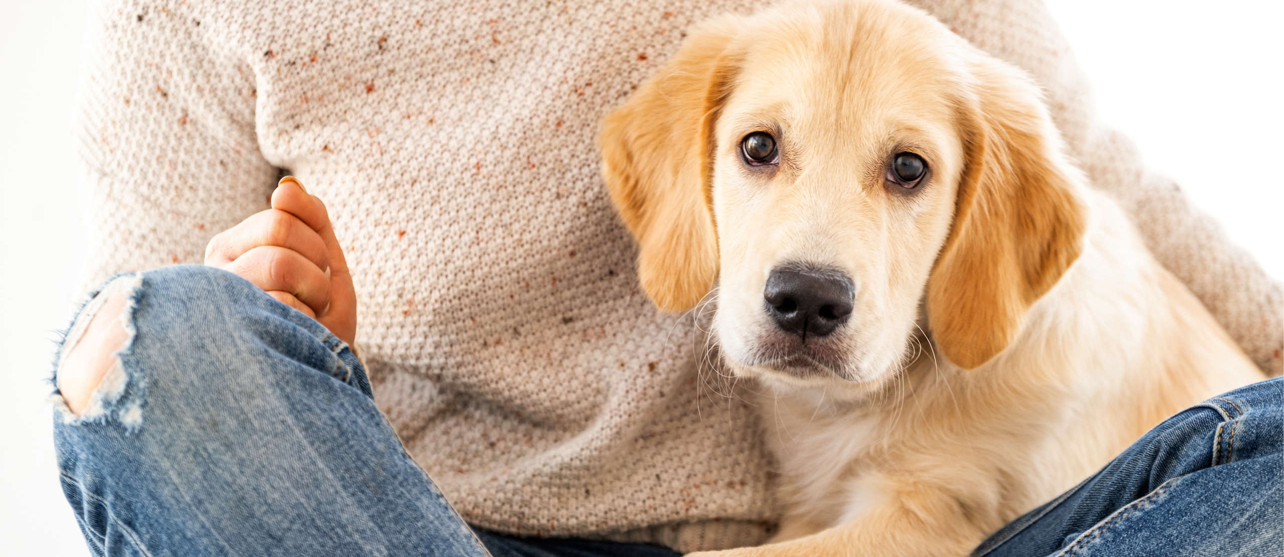 Коррекция поведения собаки