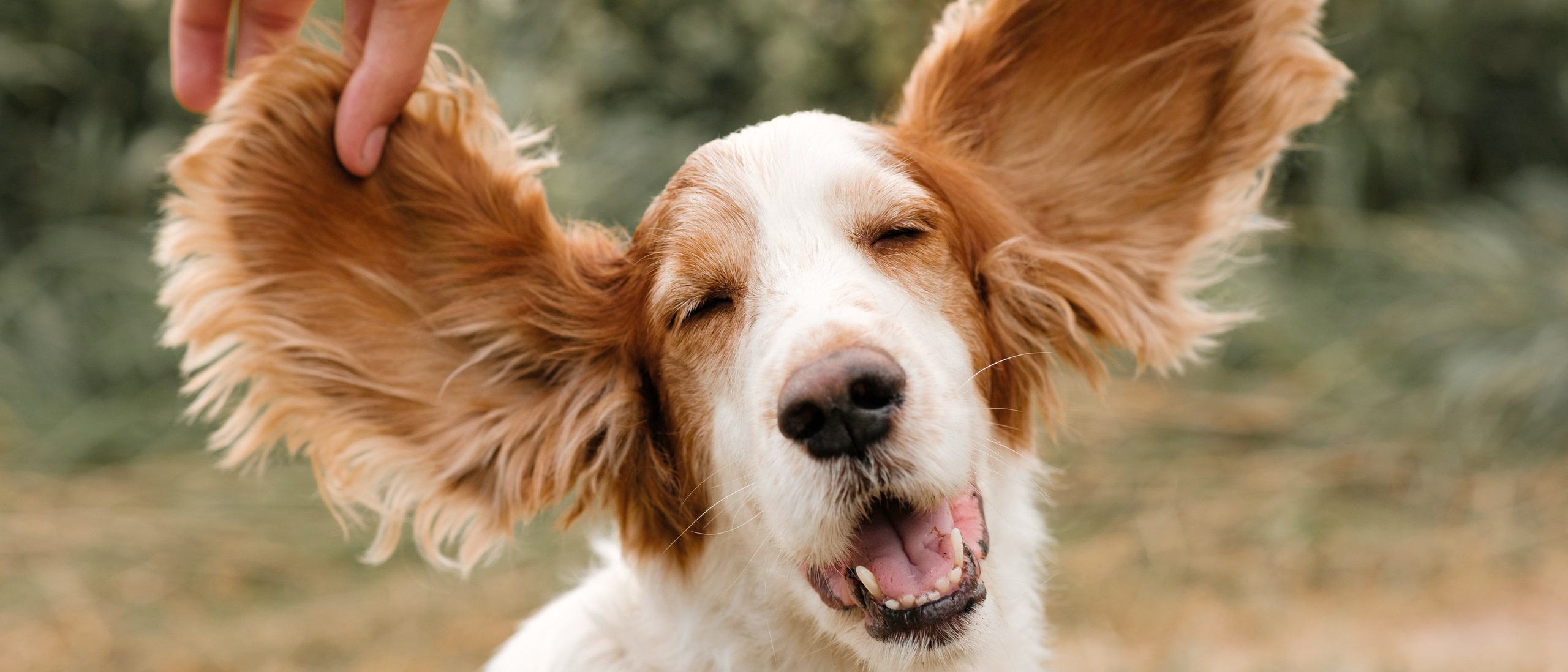 Как чистить уши собаке из приюта?