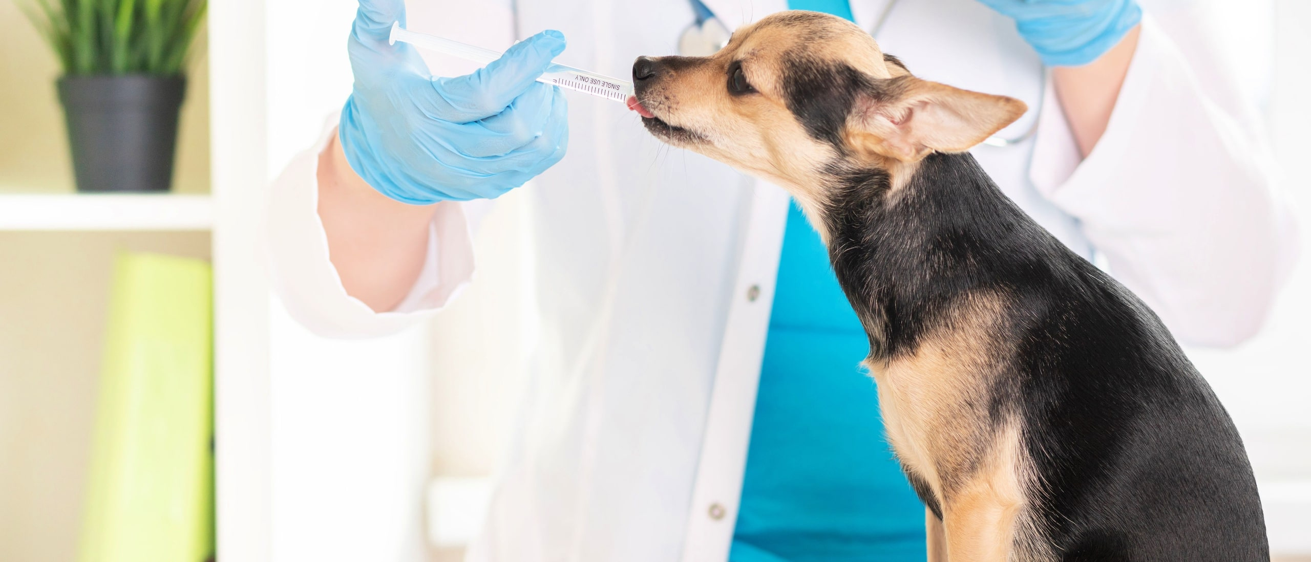 Как правильно давать лекарство собаке из приюта