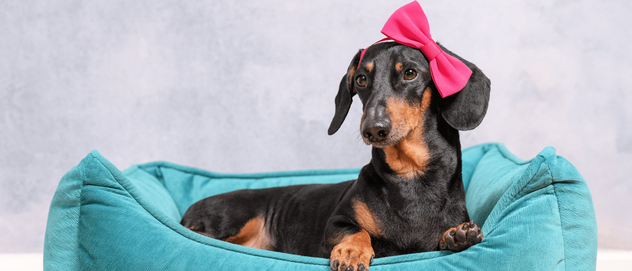 Какое имя дать собаке-девочке?