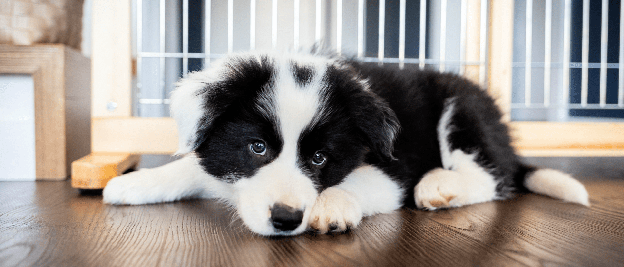 Какое имя дать собаке-мальчику?