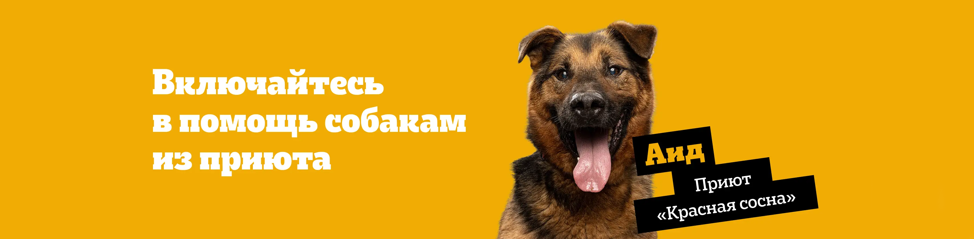 Включайся в помощь приютам