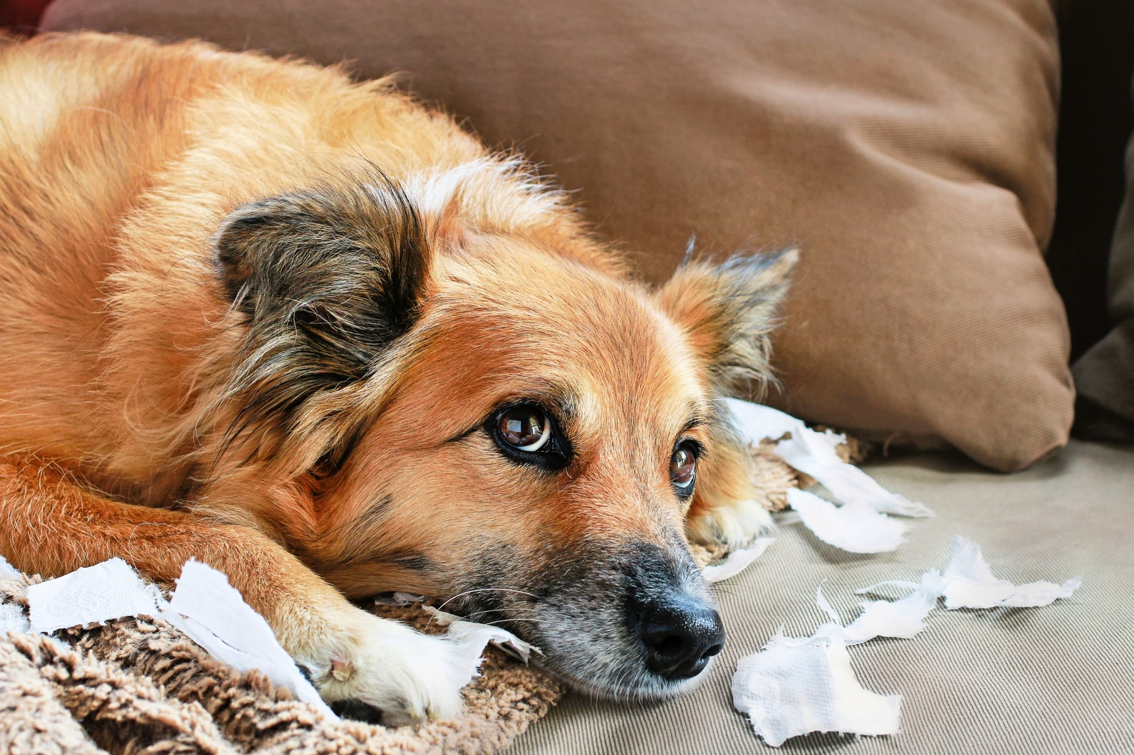 Основные проблемы в поведении собак