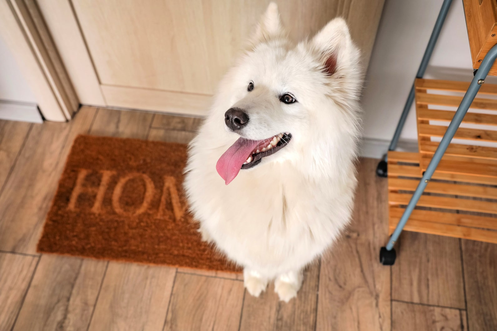 Почему взрослая собака скулит?