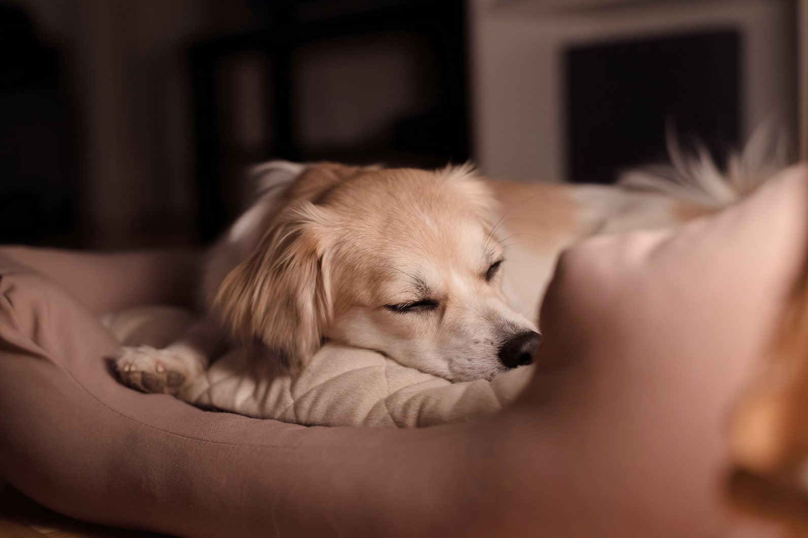 Почему собака скулит ночью?