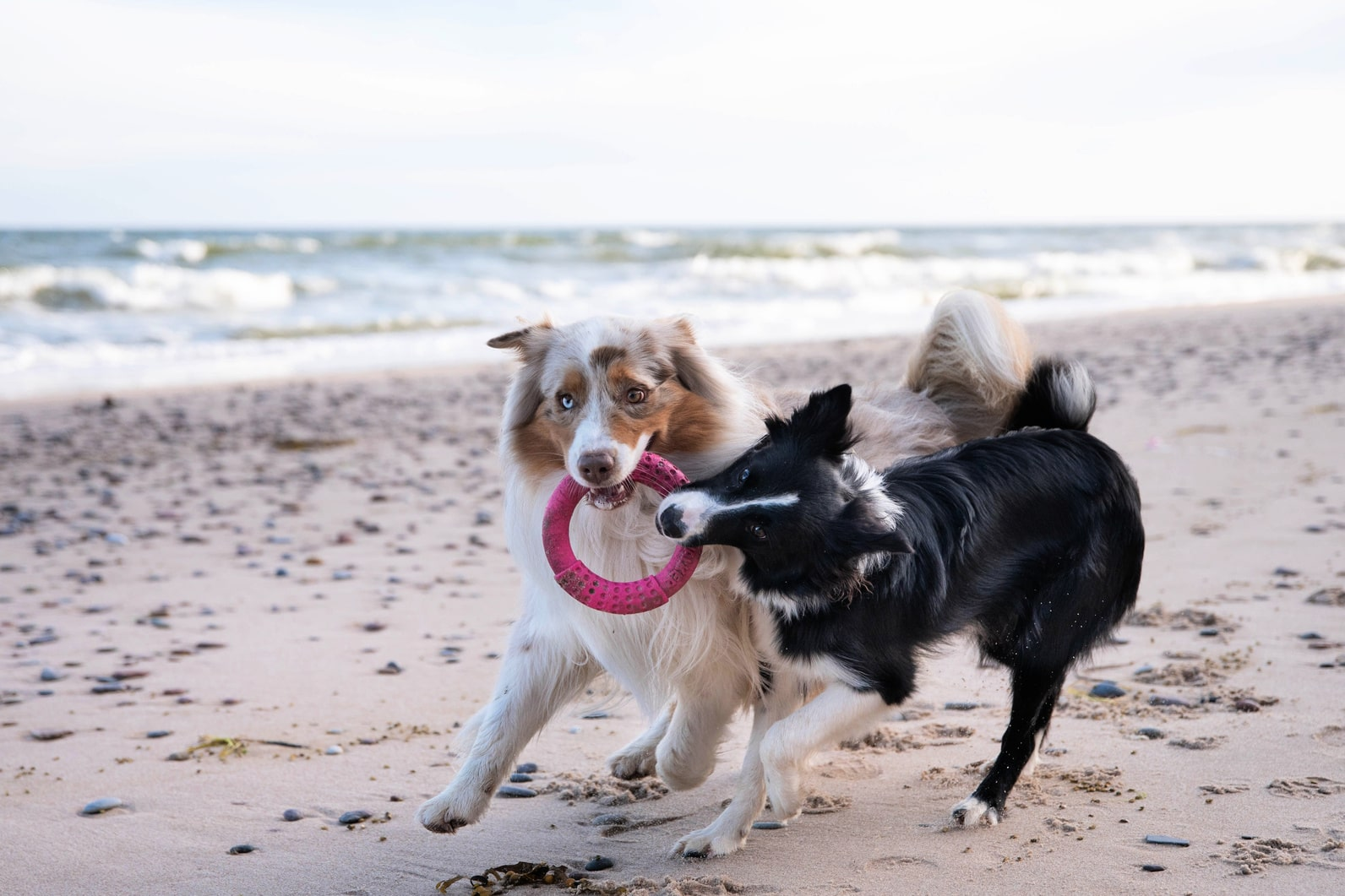 Что делать, если собака скулит?