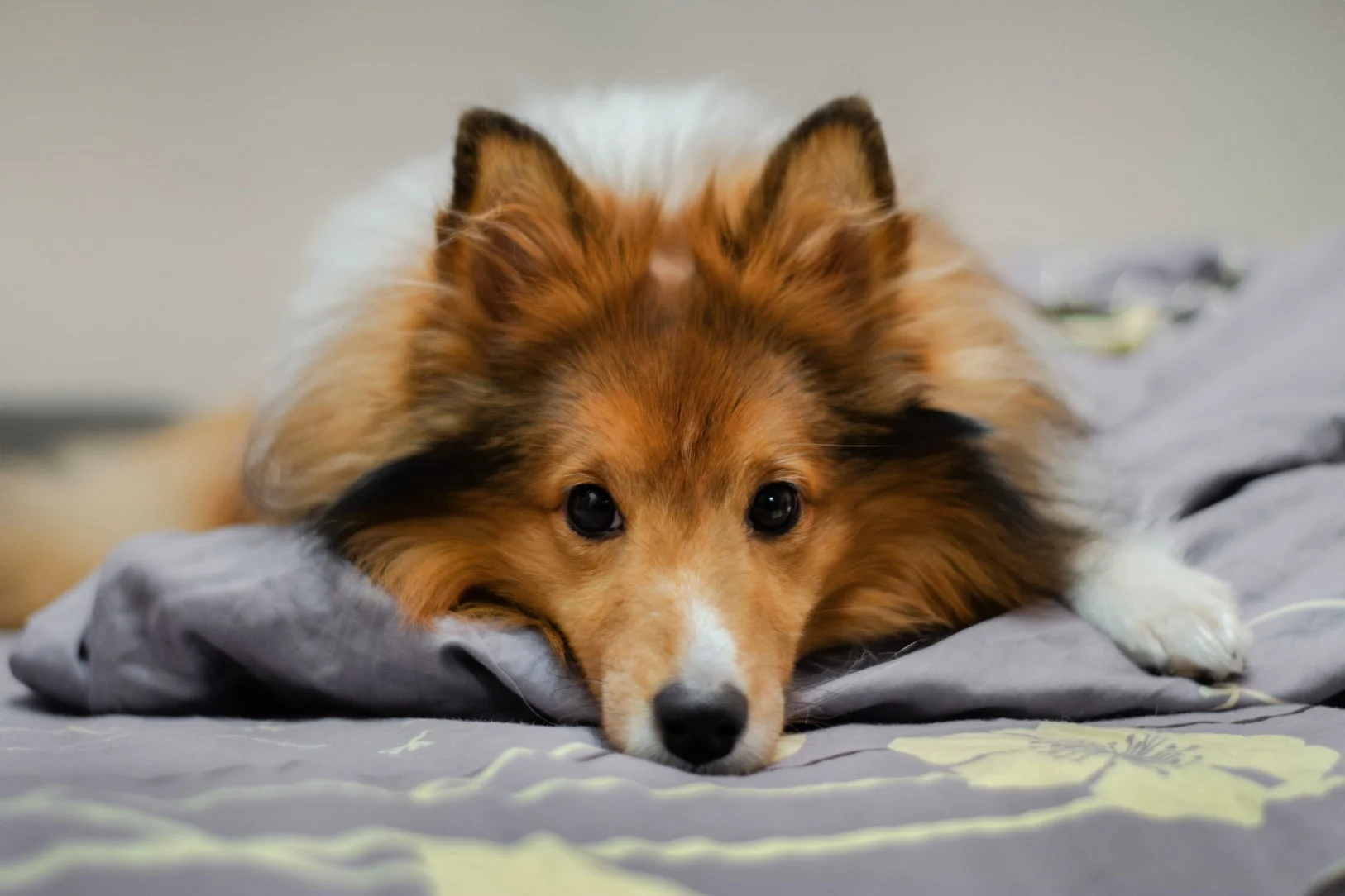 Подготовка собаки к кастрации