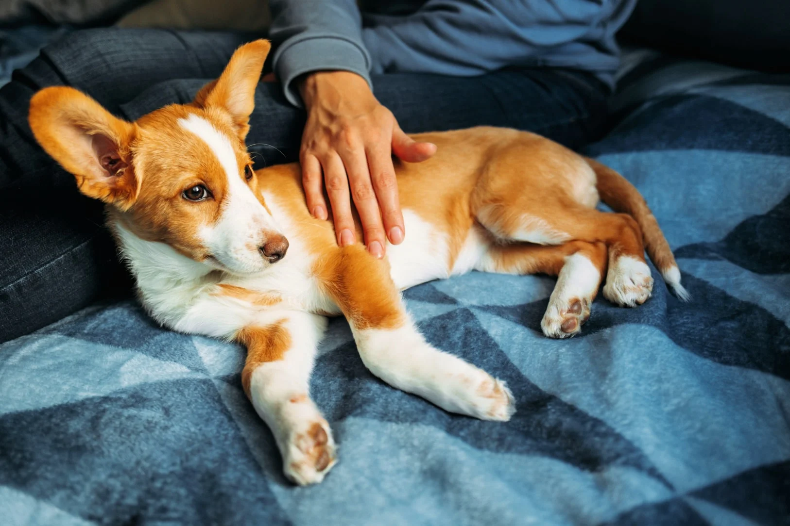 Когда лучше кастрировать собаку?