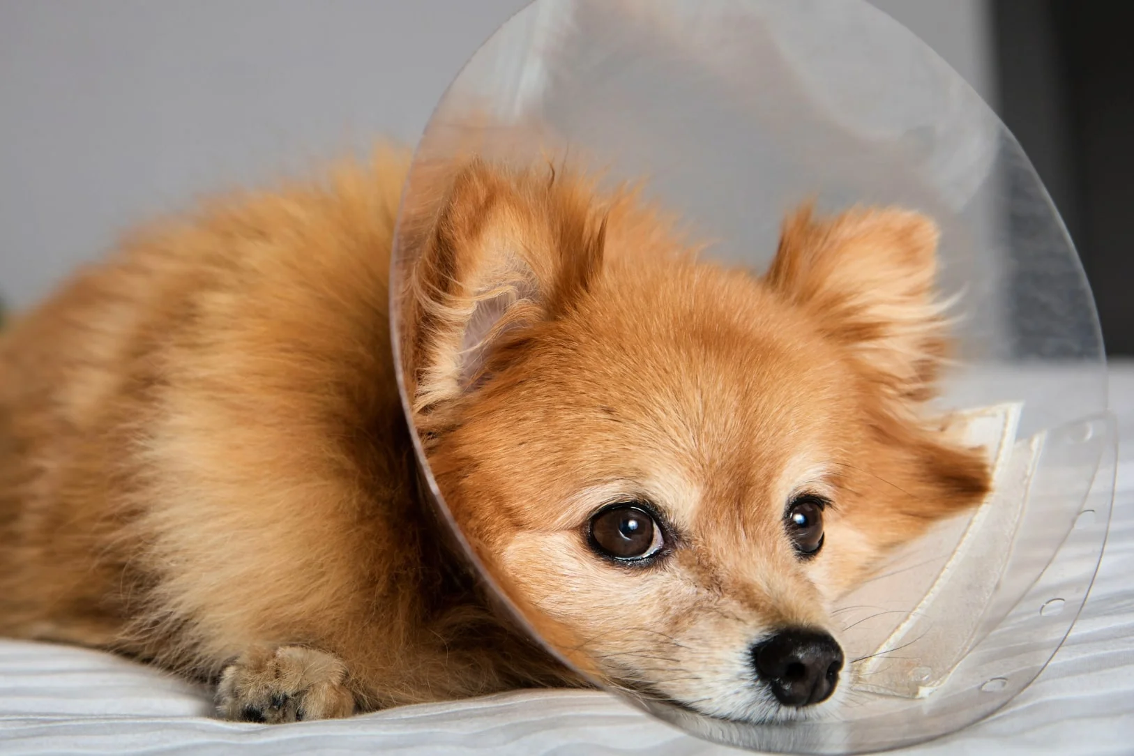 Забота о собаке после операции