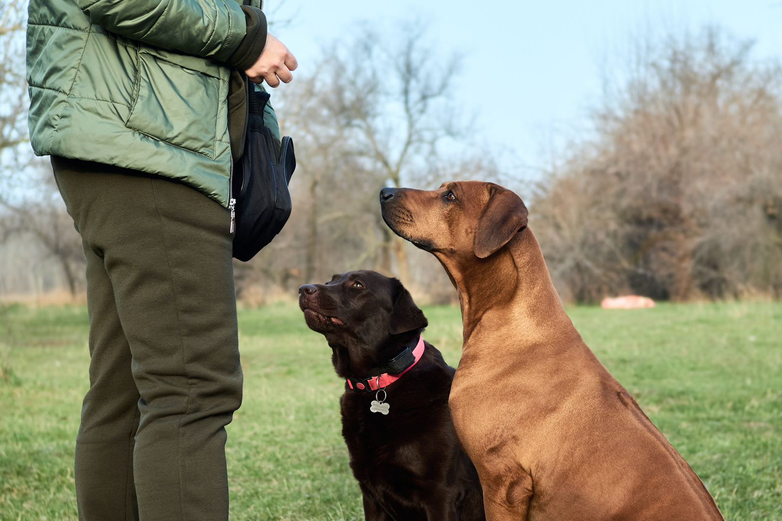 Дрессировка лабрадора в 🐕 домашних условиях, воспитание для начинающих