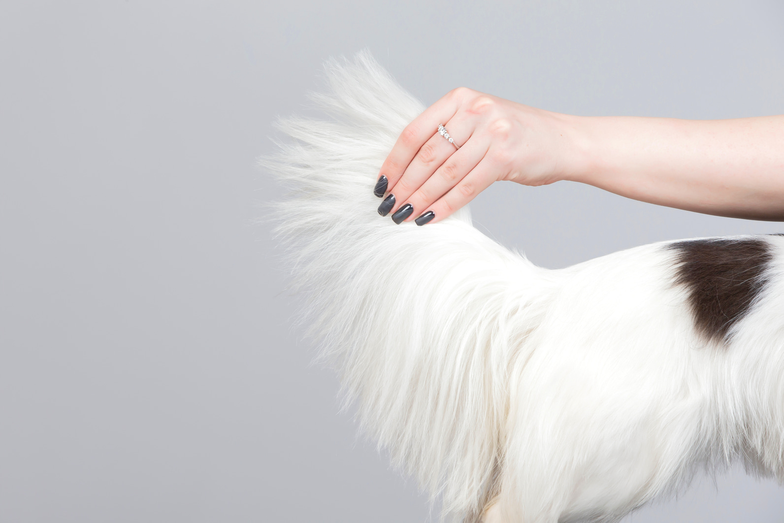 Собака бегает за своим хвостом: причины