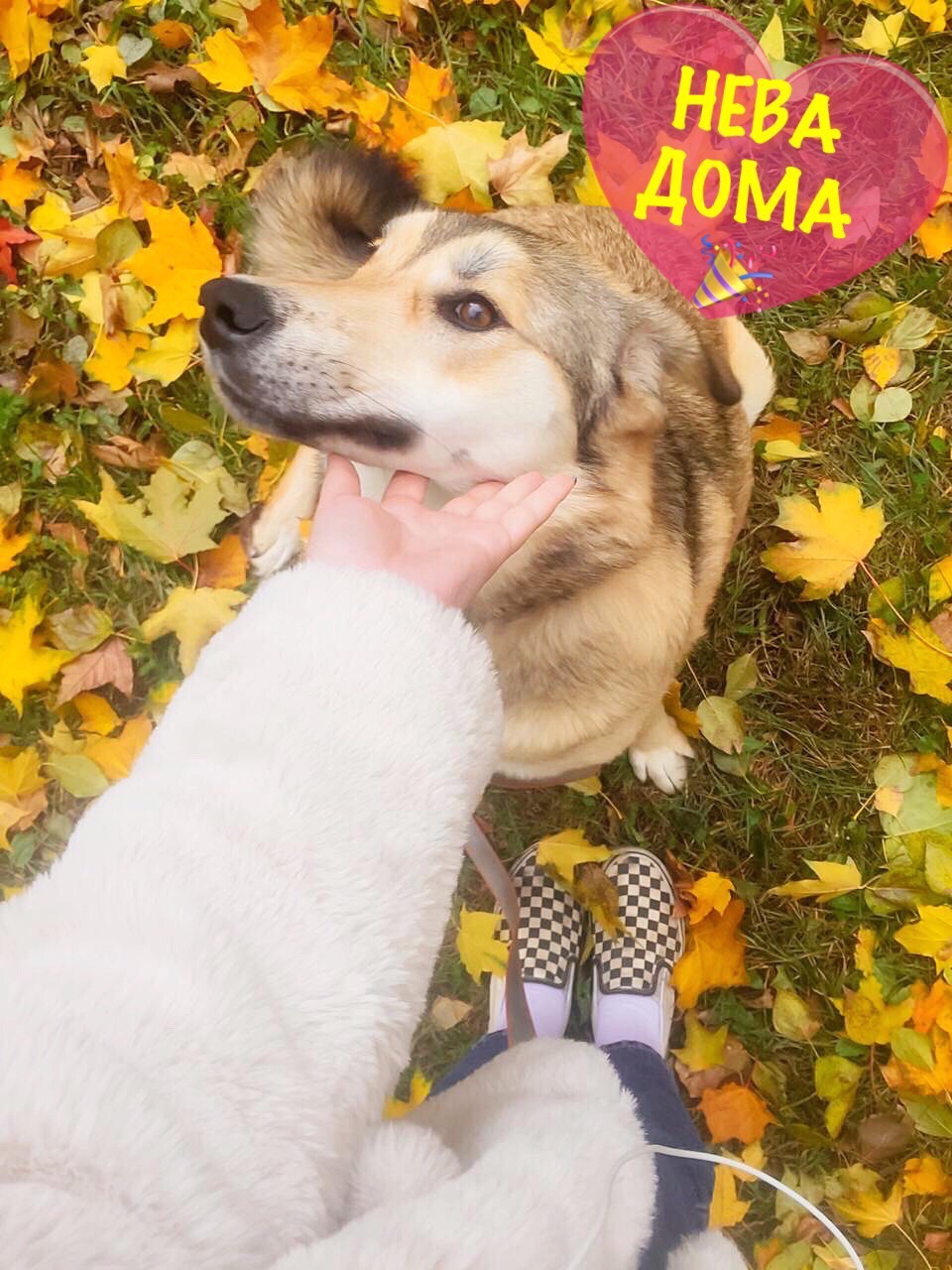НЕВА ДОМА???
