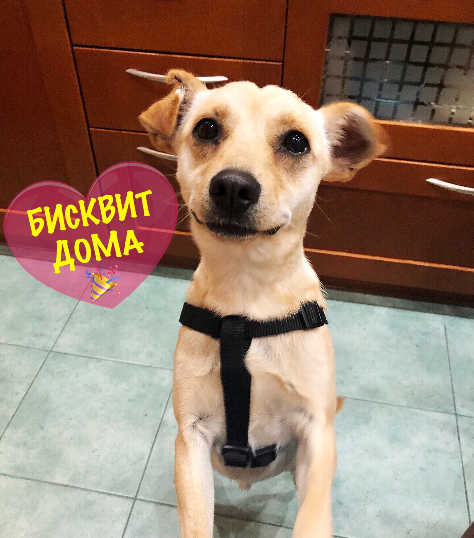 Бисквит дома!