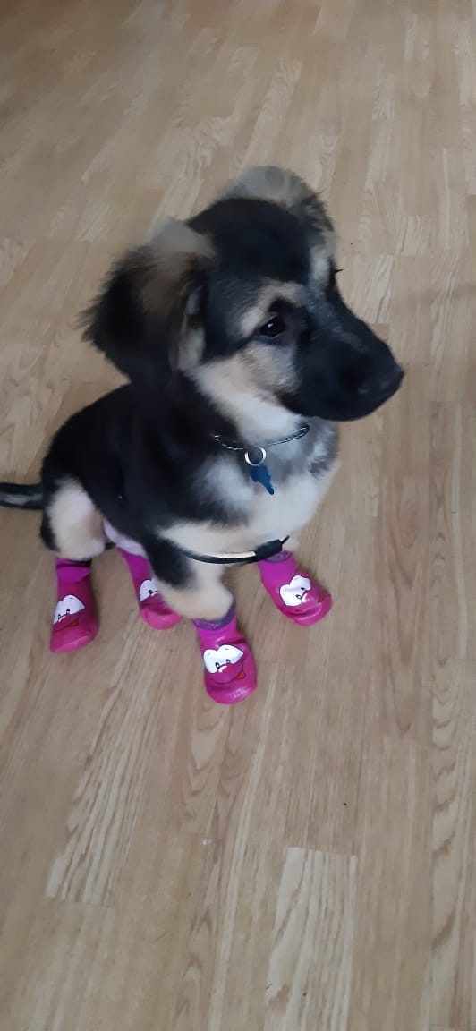 Персей дома!