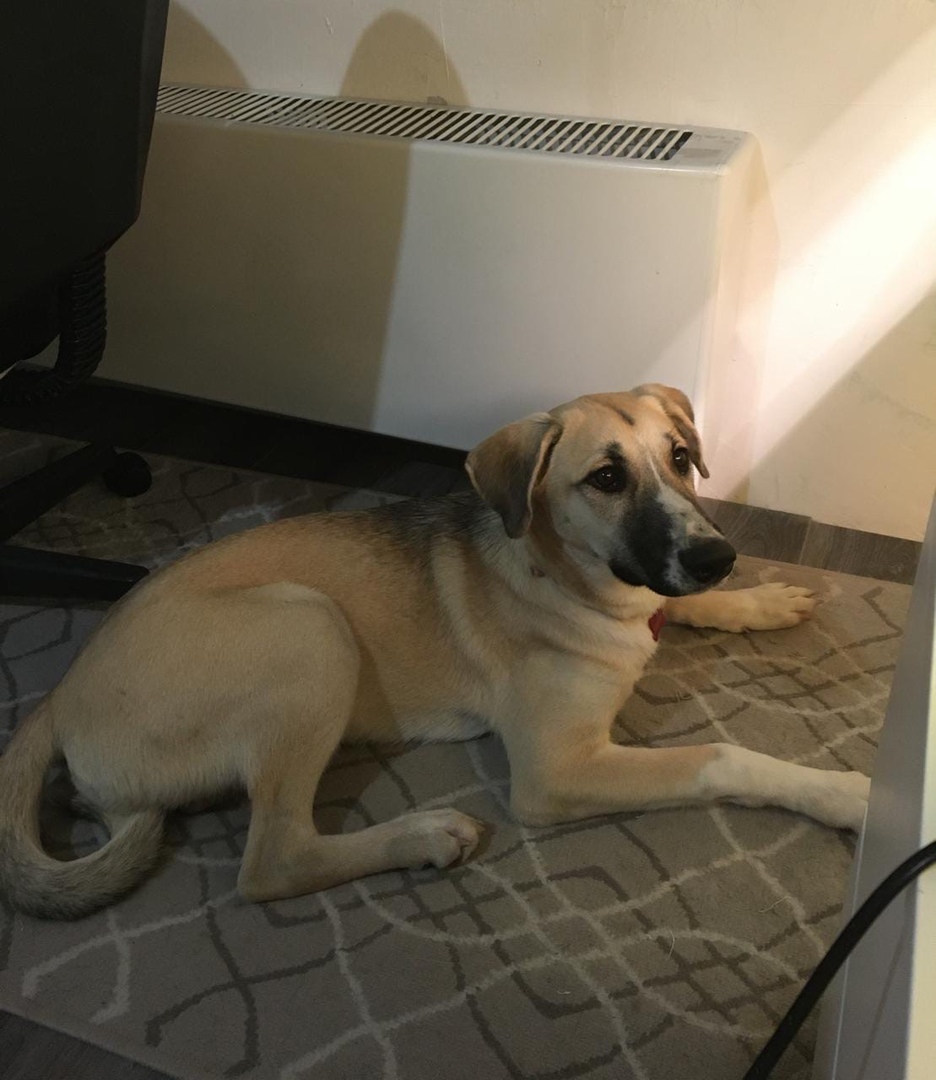 ПАНАКОТА ДОМА???