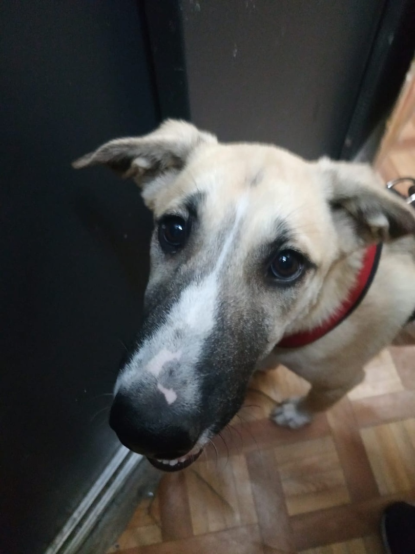 ПАНАКОТА ДОМА???