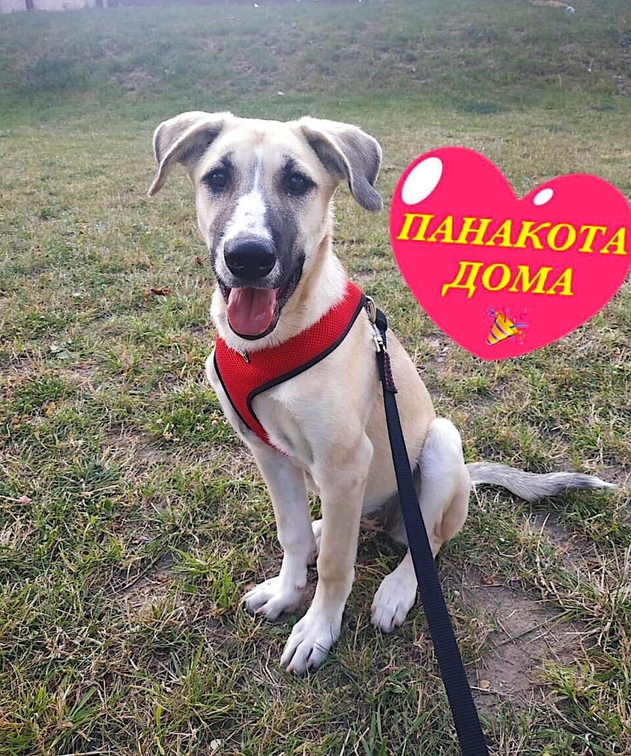 ПАНАКОТА ДОМА???