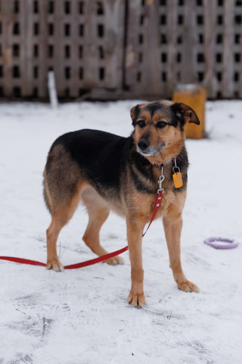 Тайра ждет Вас в приюте!