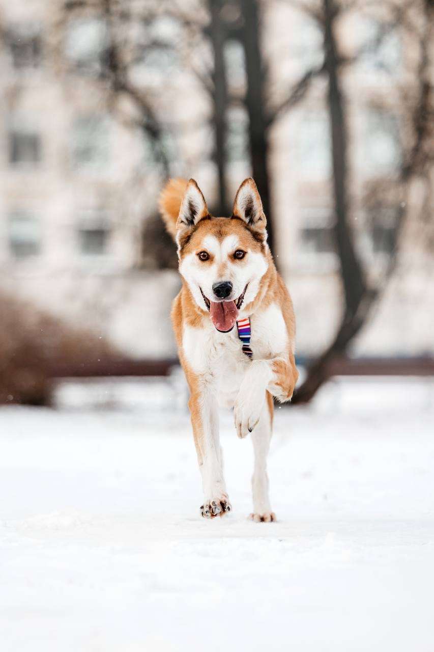 Грациозный Вальс ищет дом