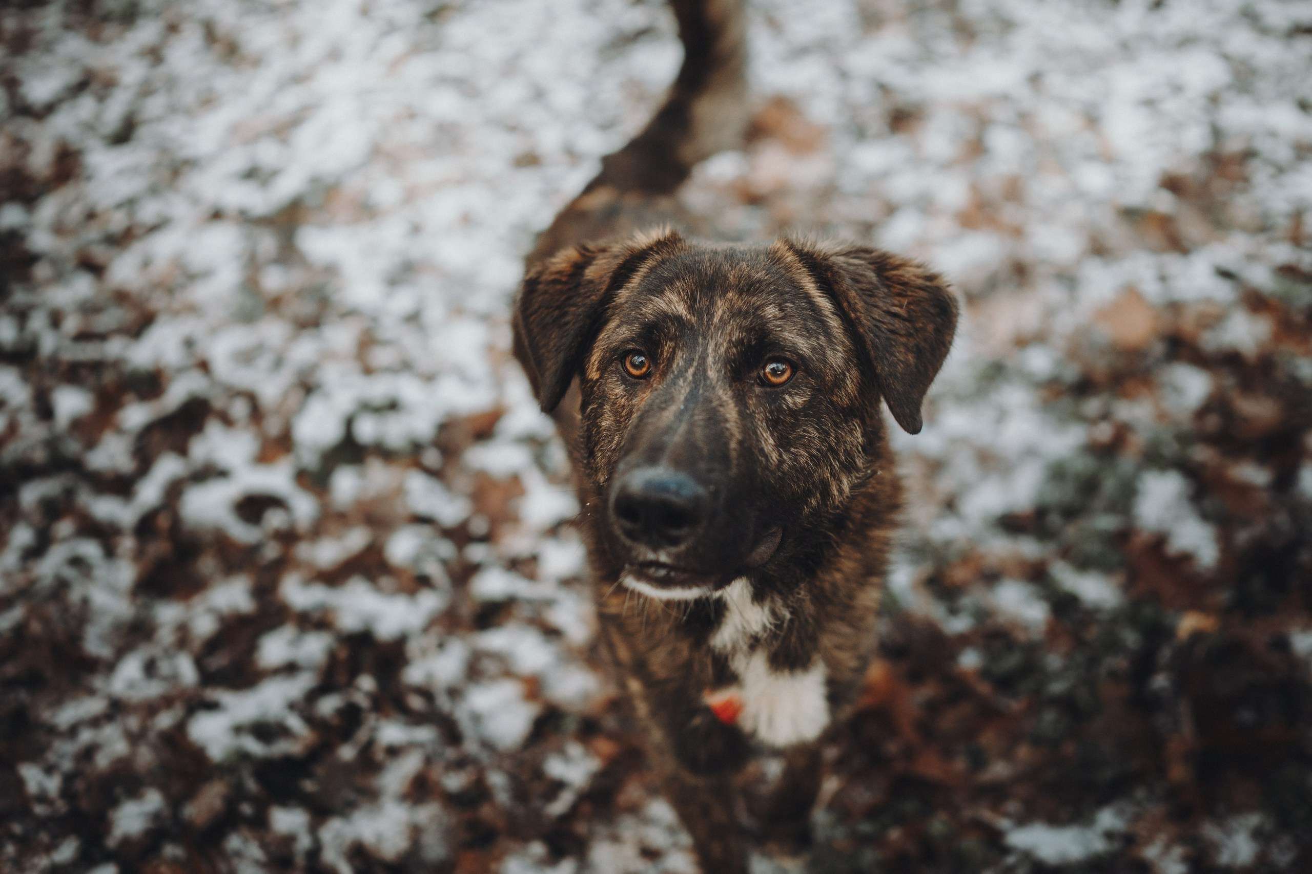 Роскошный Элвин ищет дом!