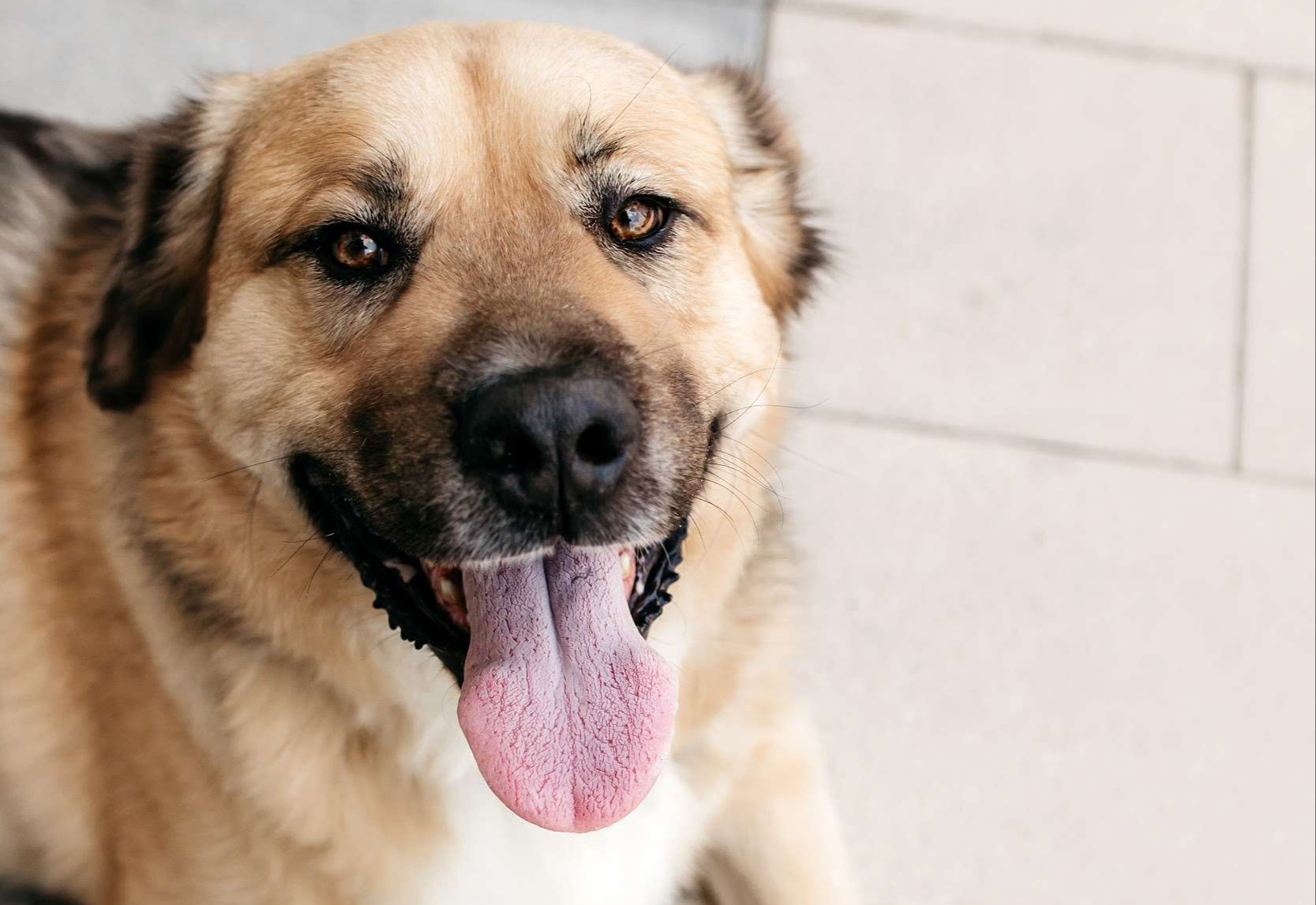  Дынька — это доброта, ставшая собакой!