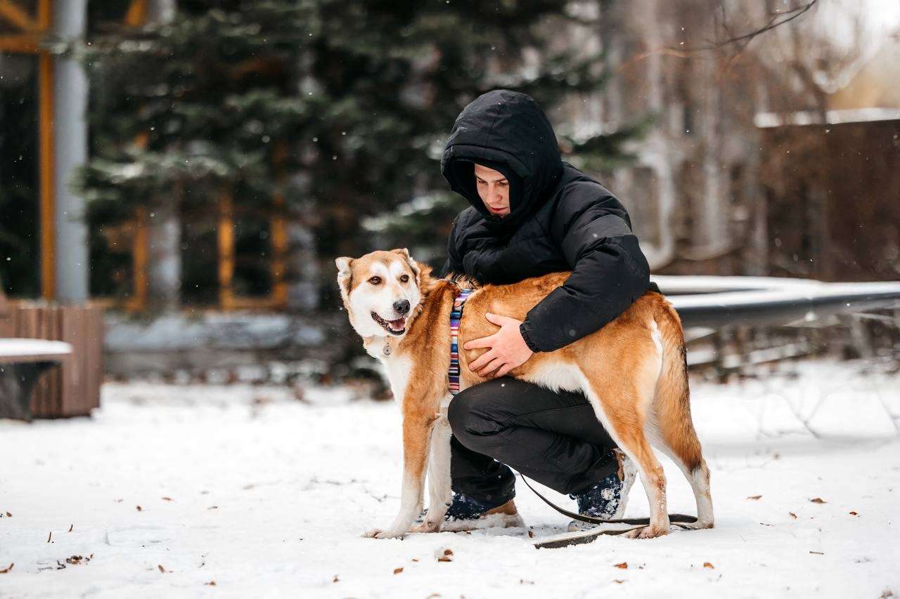 Грациозный Вальс ищет дом