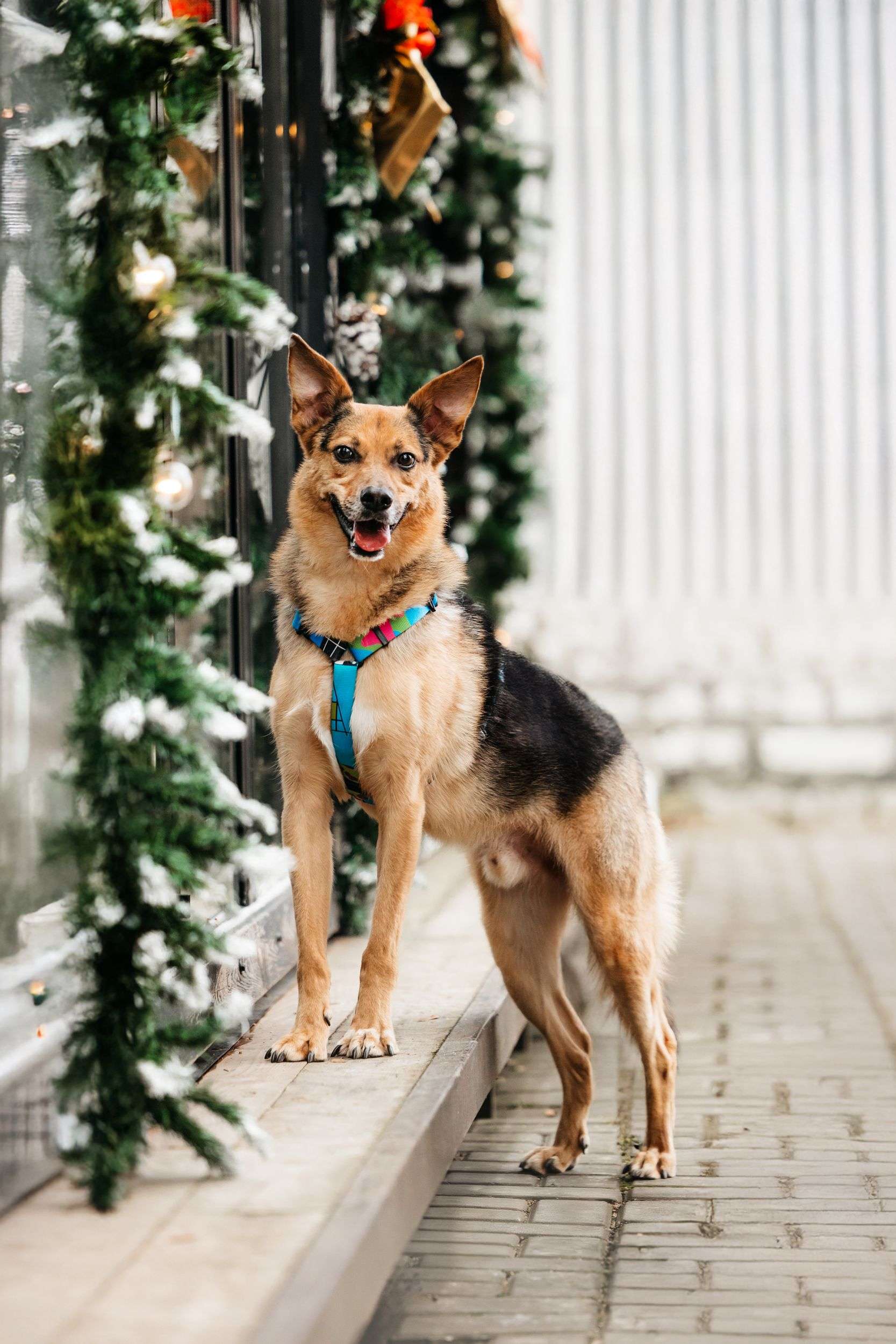 Нежный Читос ищет дом