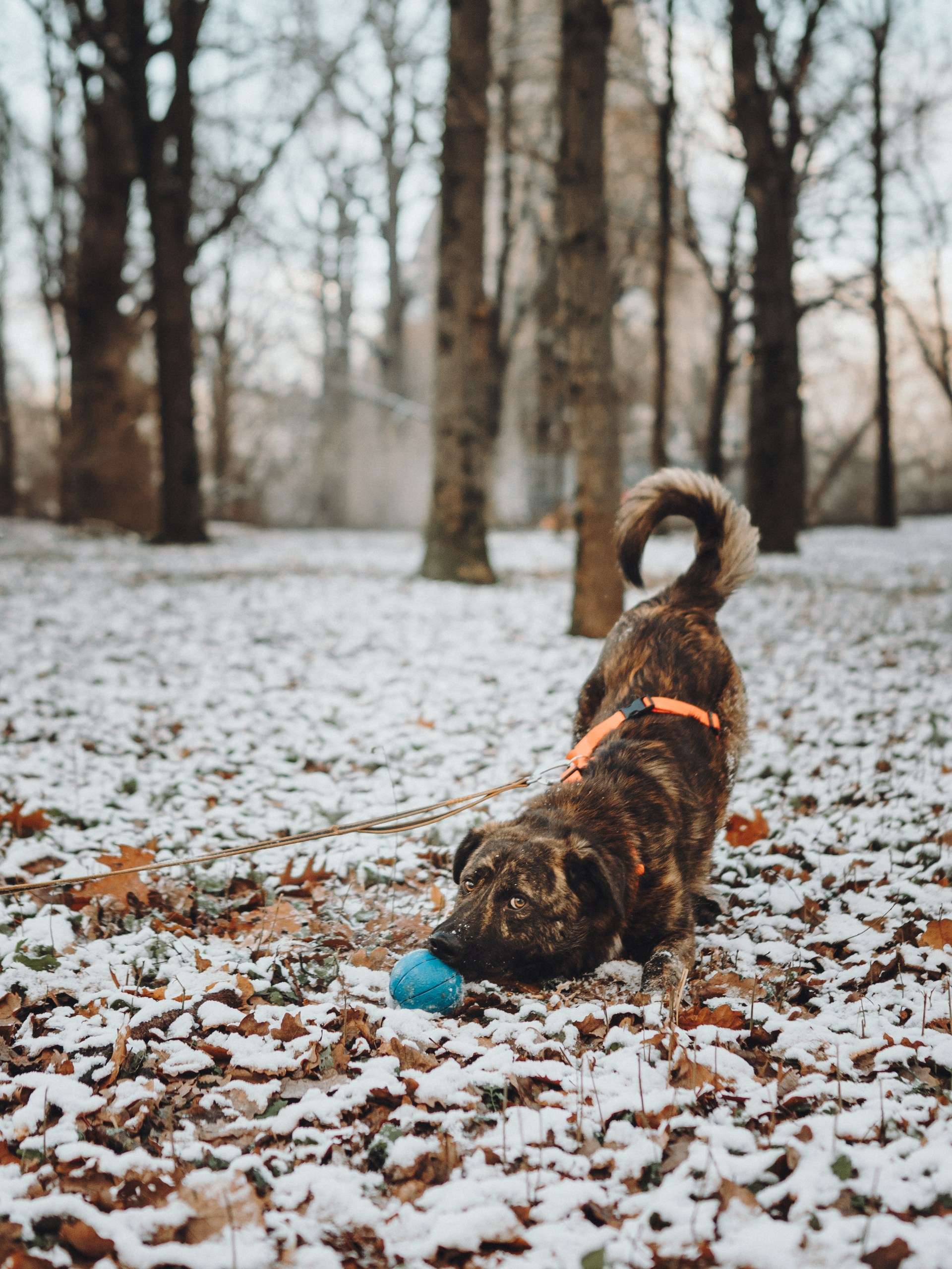 Роскошный Элвин ищет дом!
