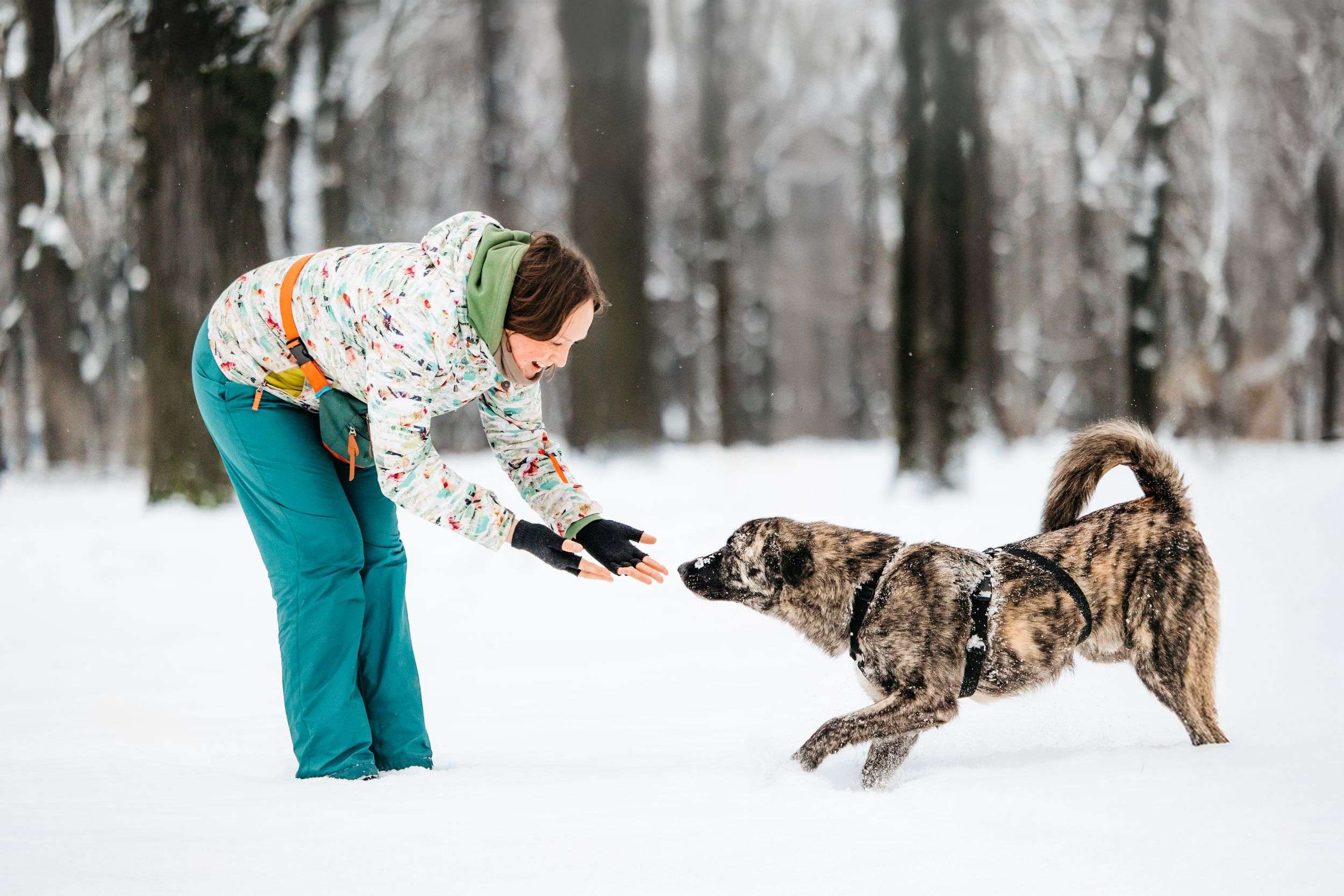 Тигровый Чуни ищет дом